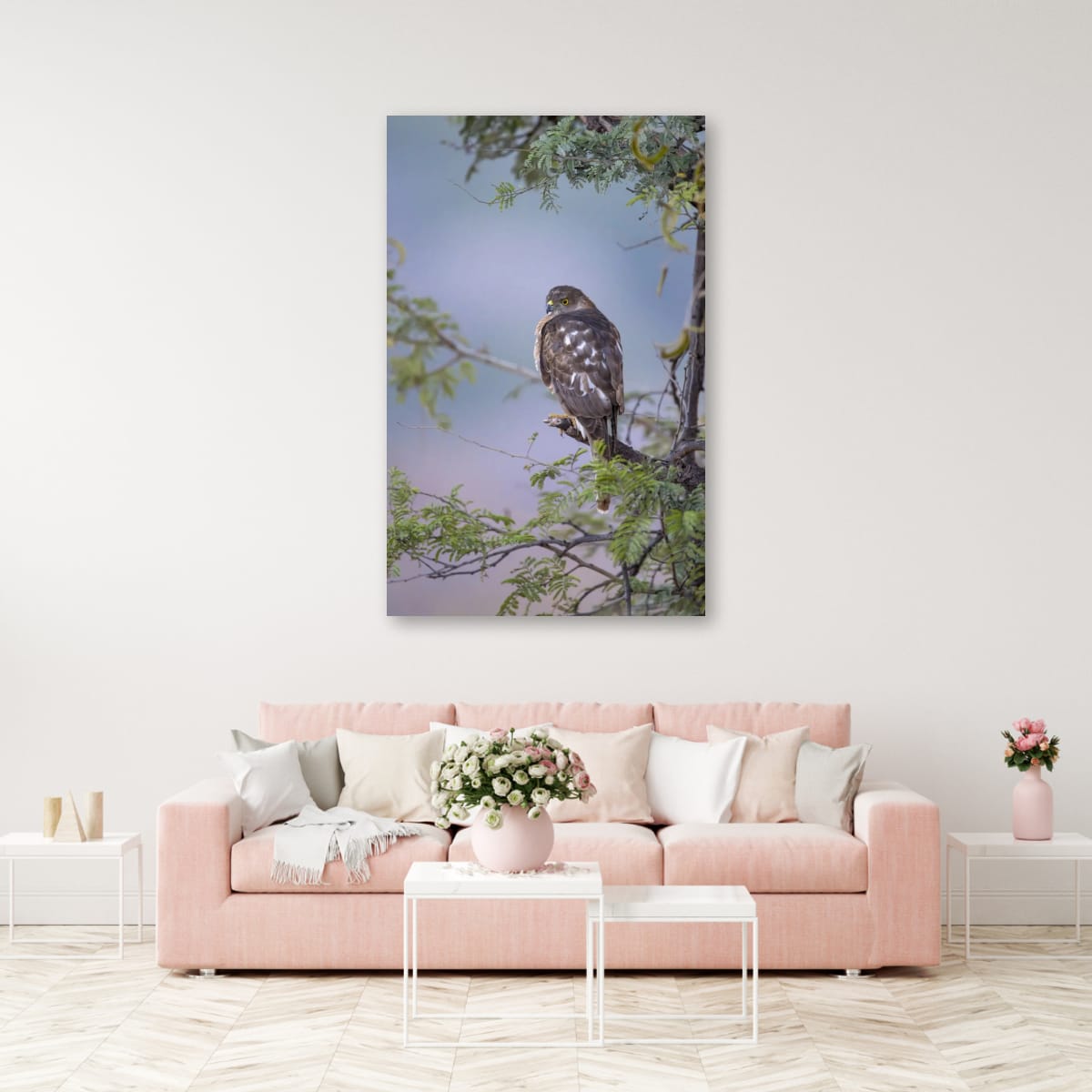 Shikra, Bird of Prey, India