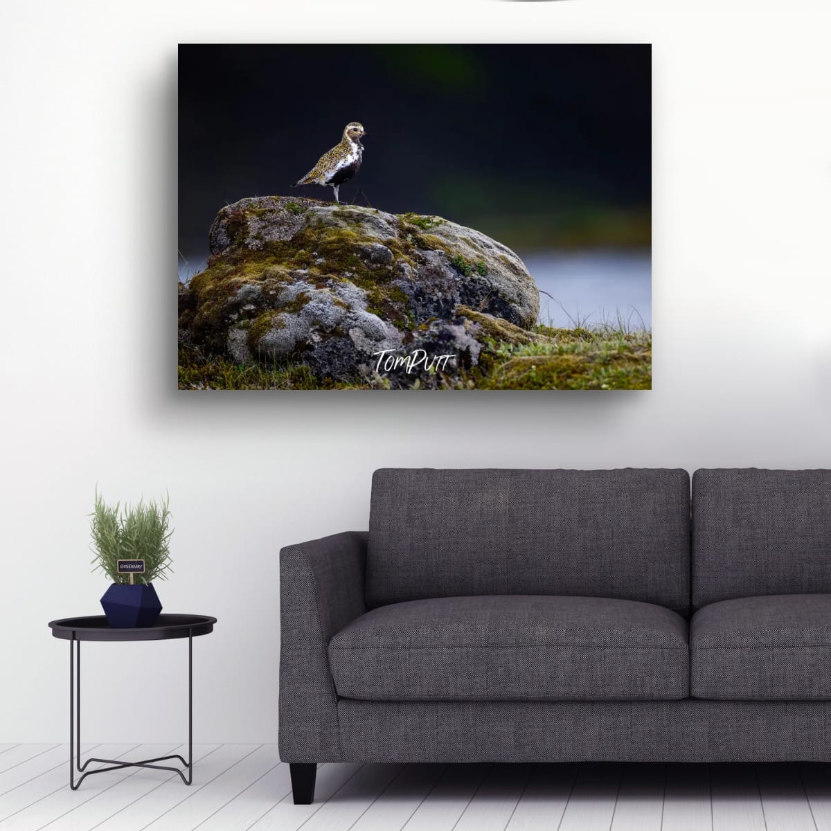 Stone & Song. Golden Plover