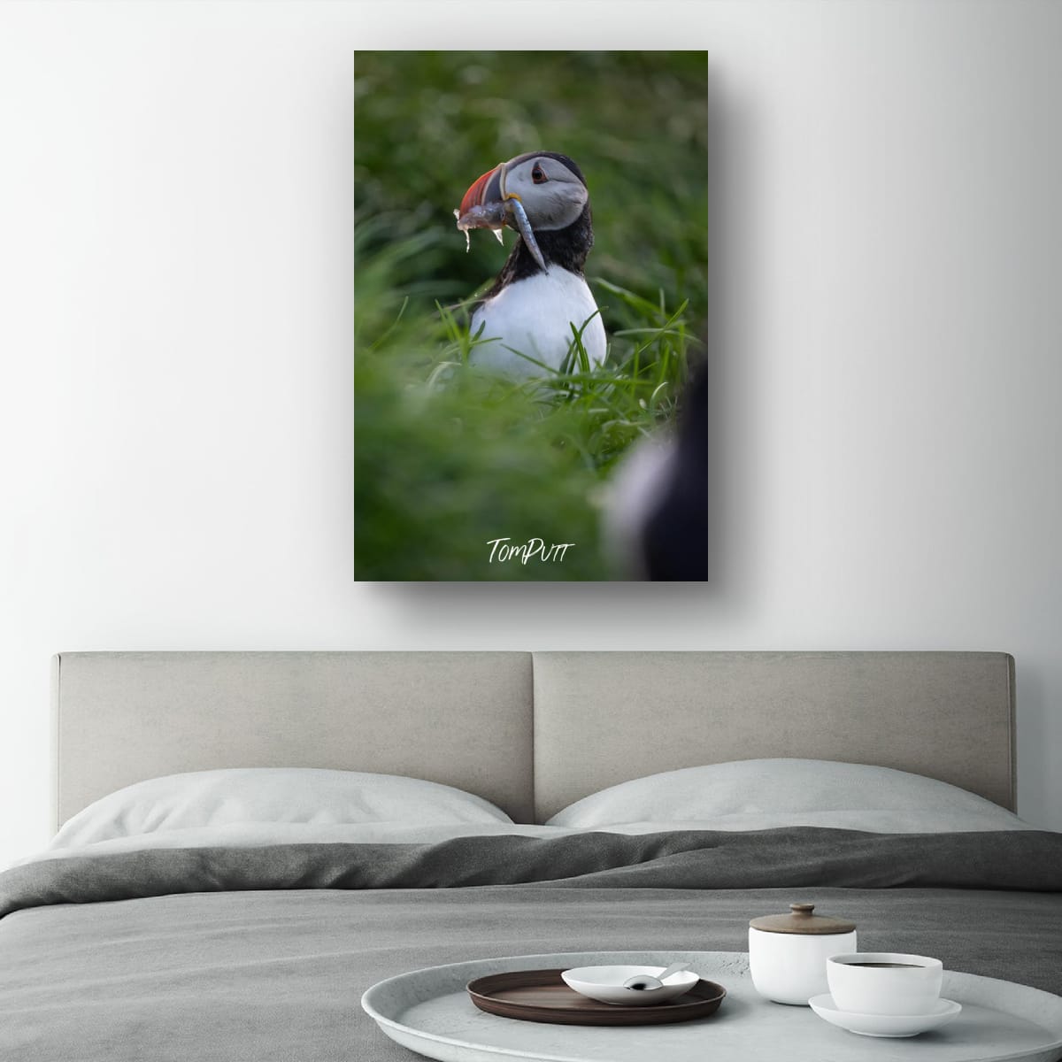 Lunch Time. Atlantic Puffin