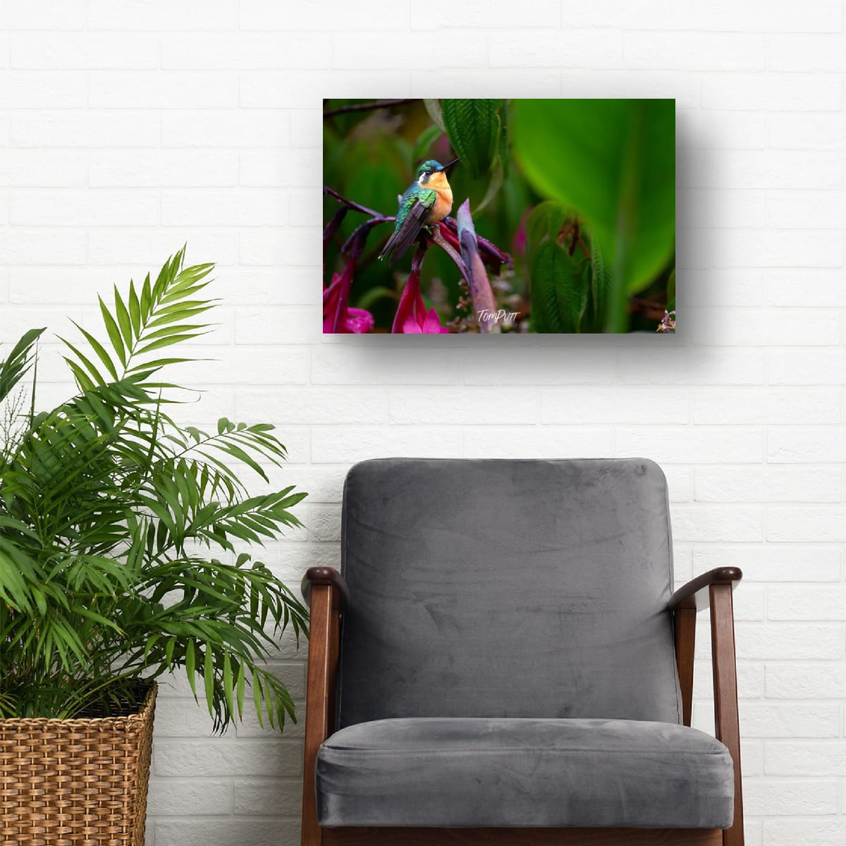 Purple-throated Mountain-gem (female) #2, Costa Rica