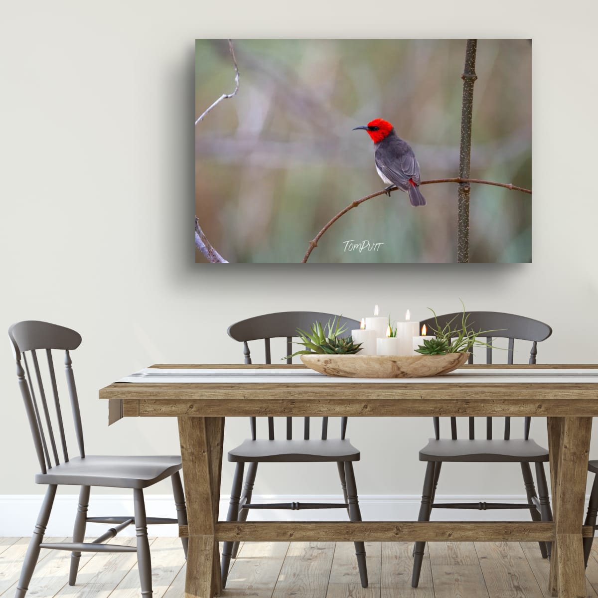 Intensity. Red-Headed Honeyeater