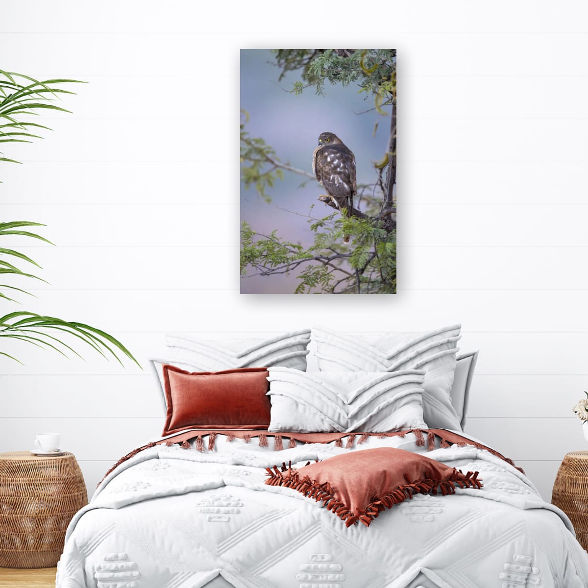 Shikra, Bird of Prey, India