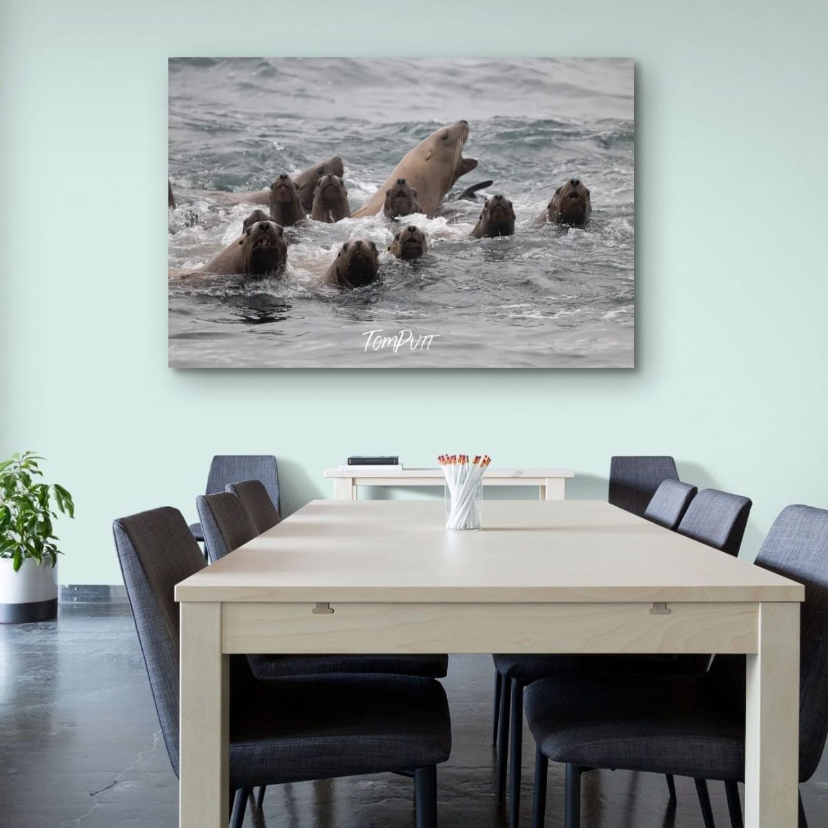 Divided Attention: Sea Lions