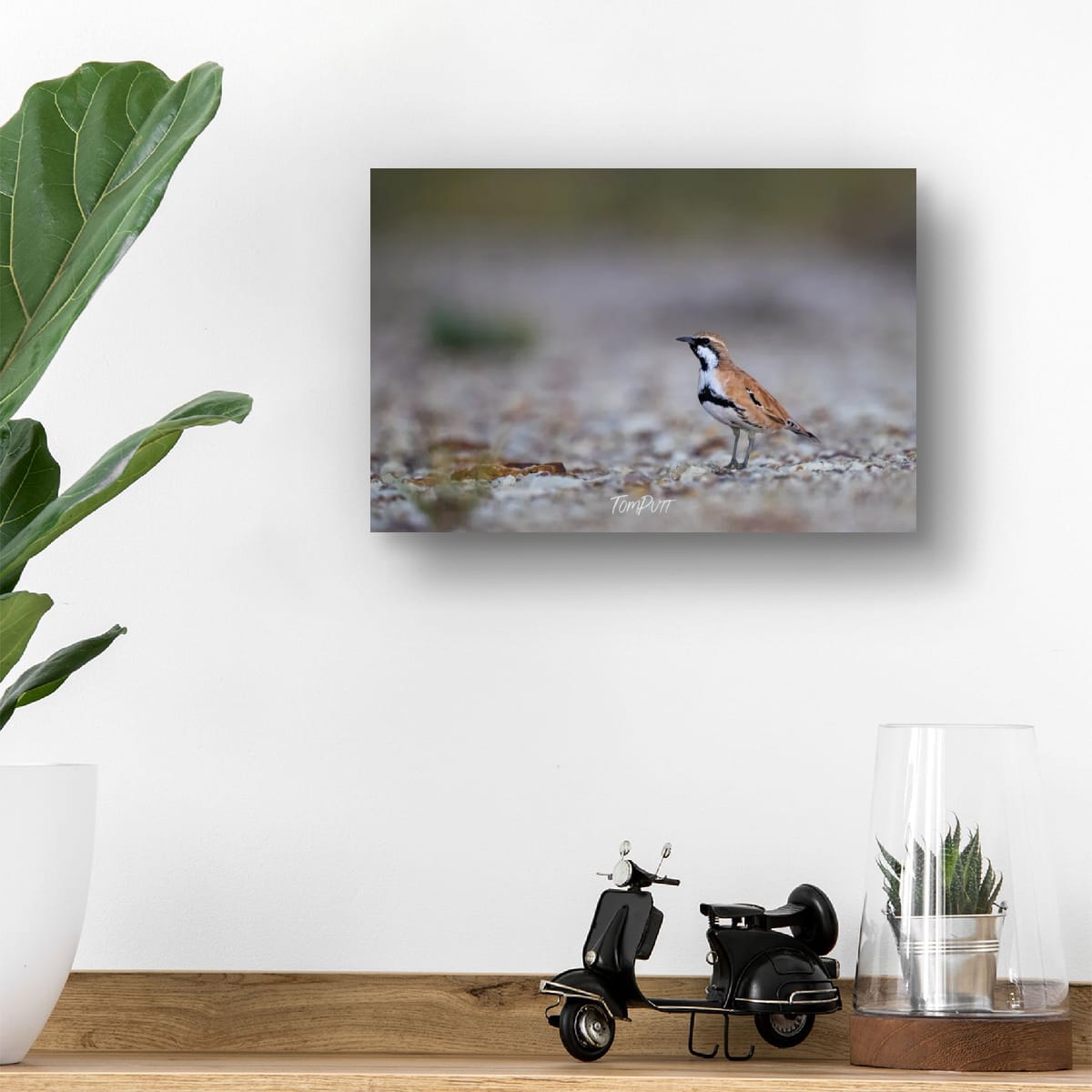 Watching. Cinnamon Quail-Thrush