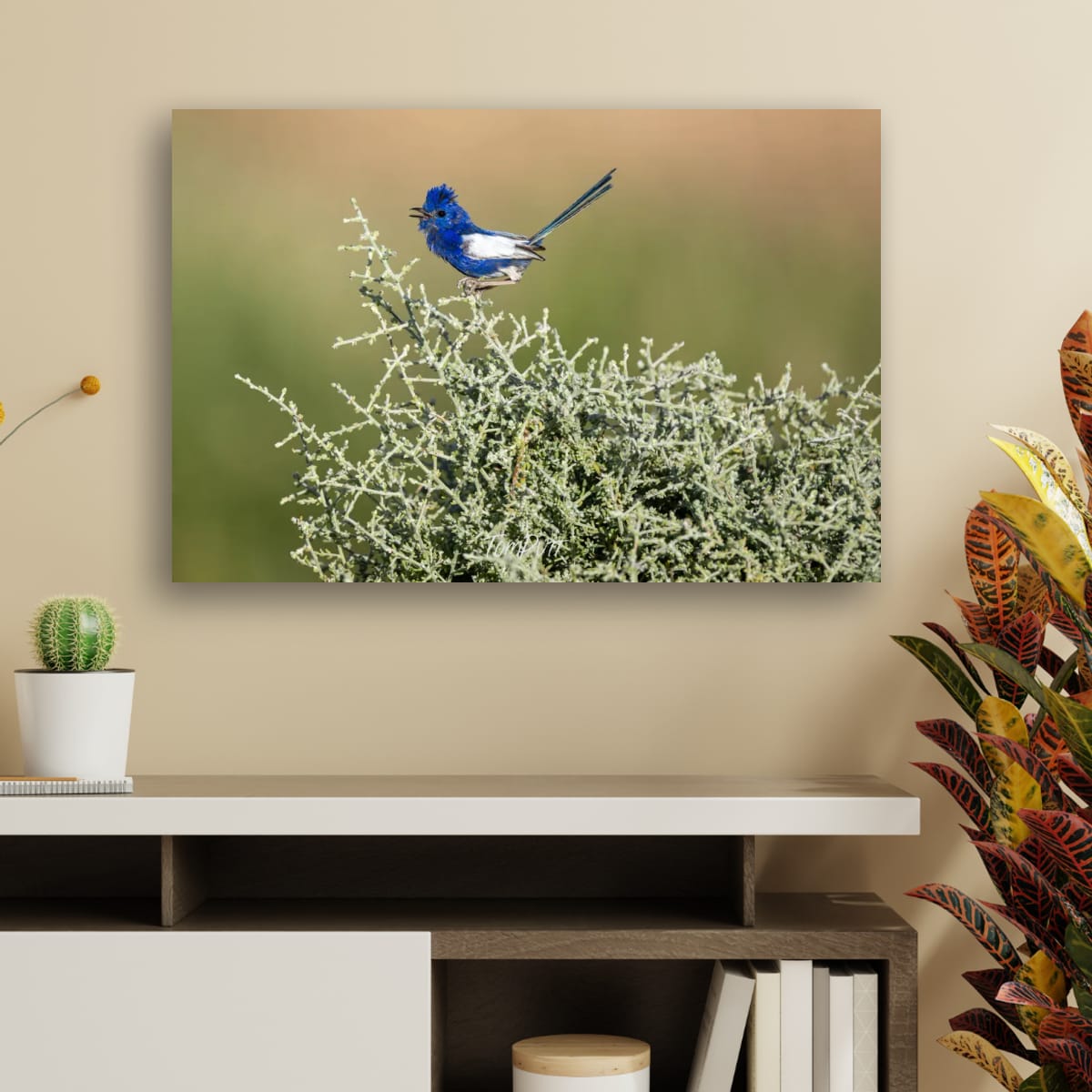 White-Winged Fairy Wren in Song