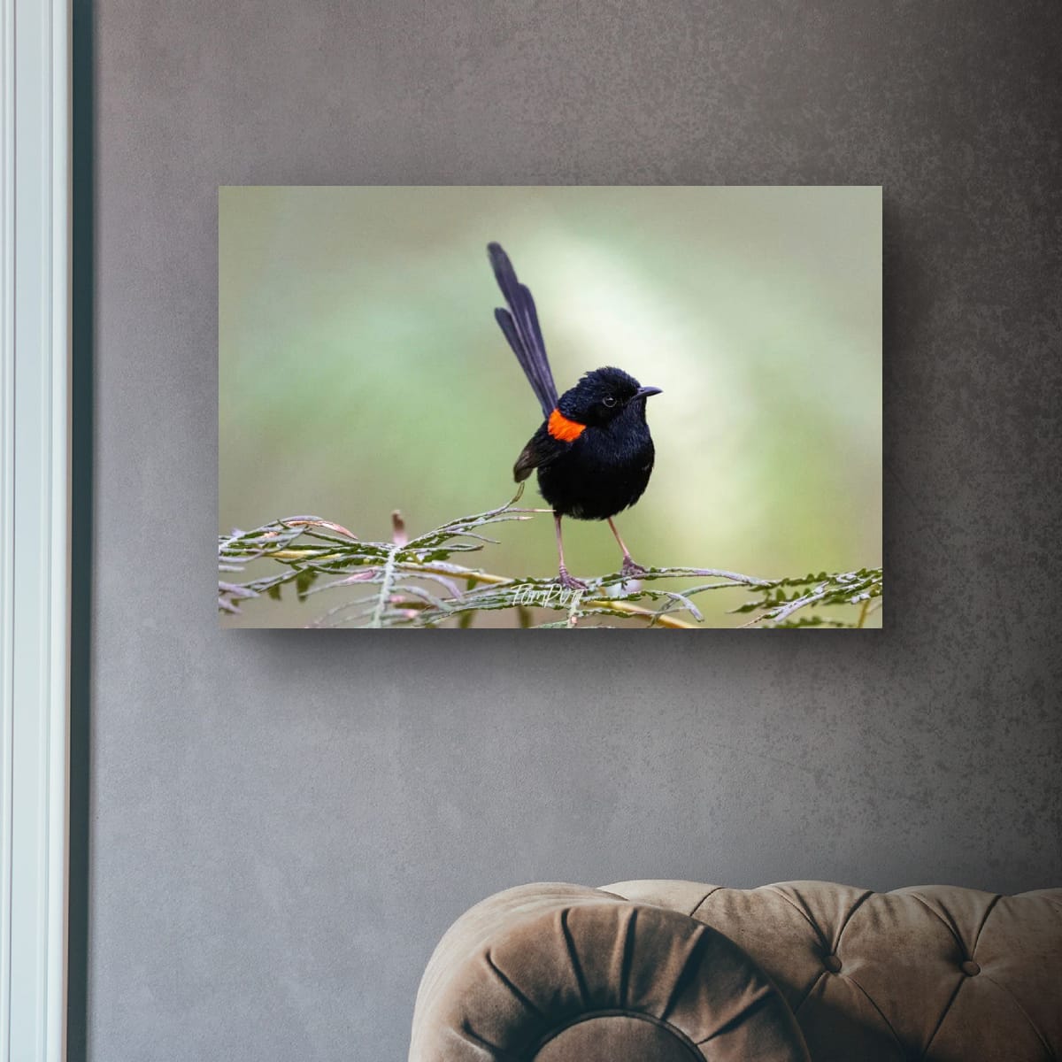 Red-Backed Fairy Wren, Carnarvon Gorge