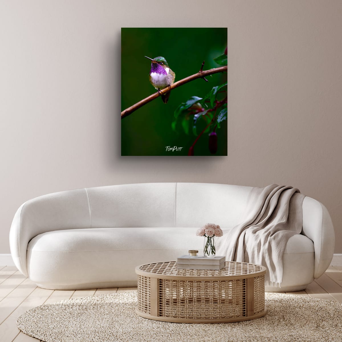 Purple-throated Mountain-gem (male), Costa Rica