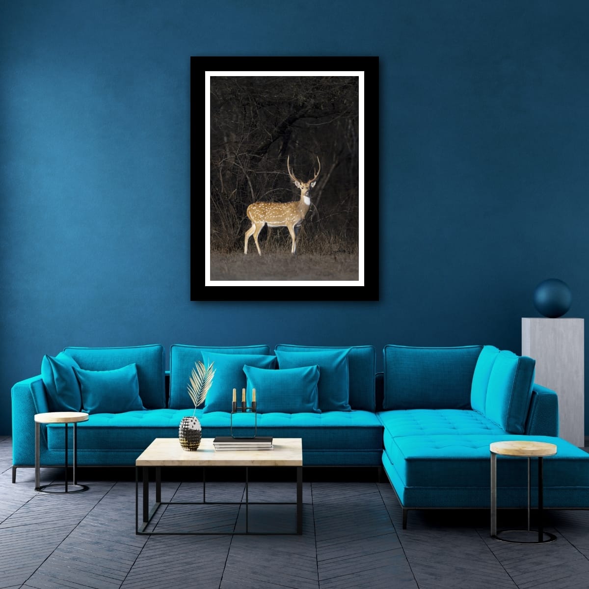 Spotted Majesty, India