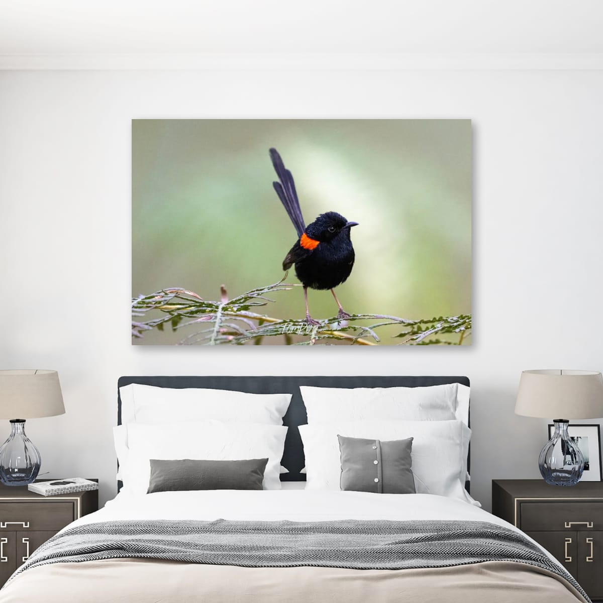 Red-Backed Fairy Wren, Carnarvon Gorge