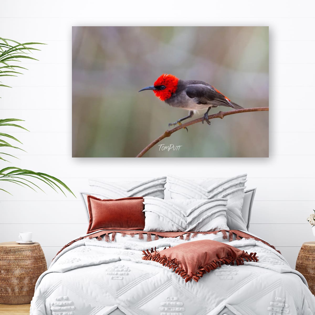 Ready to Stike. Red-Headed Honeyeater