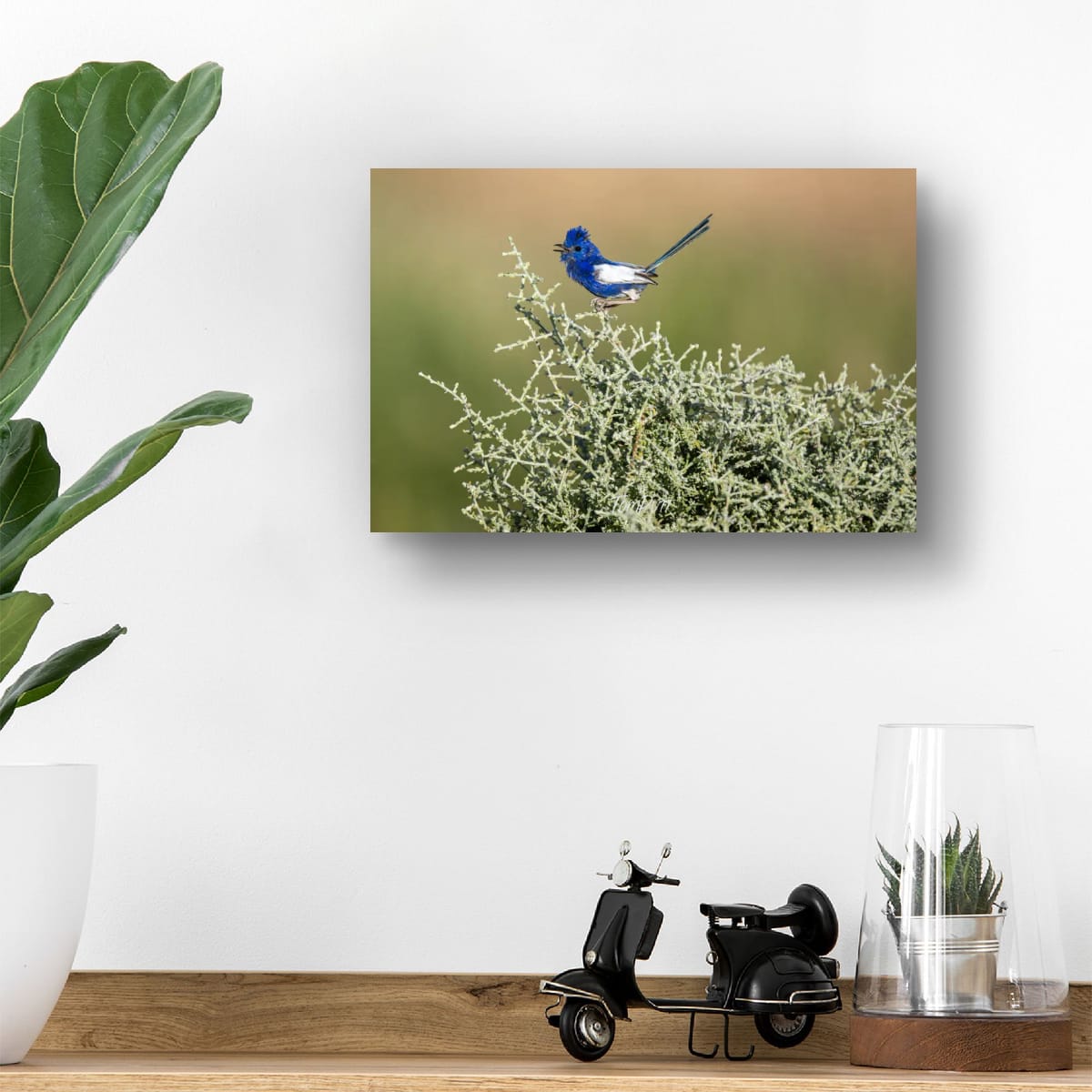 White-Winged Fairy Wren in Song