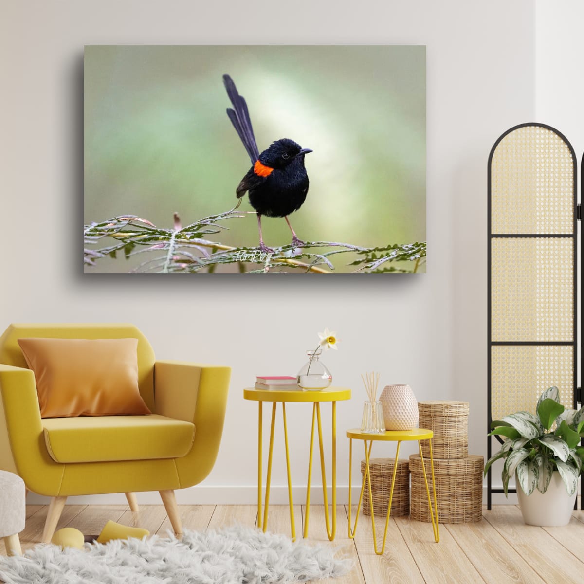 Red-Backed Fairy Wren, Carnarvon Gorge