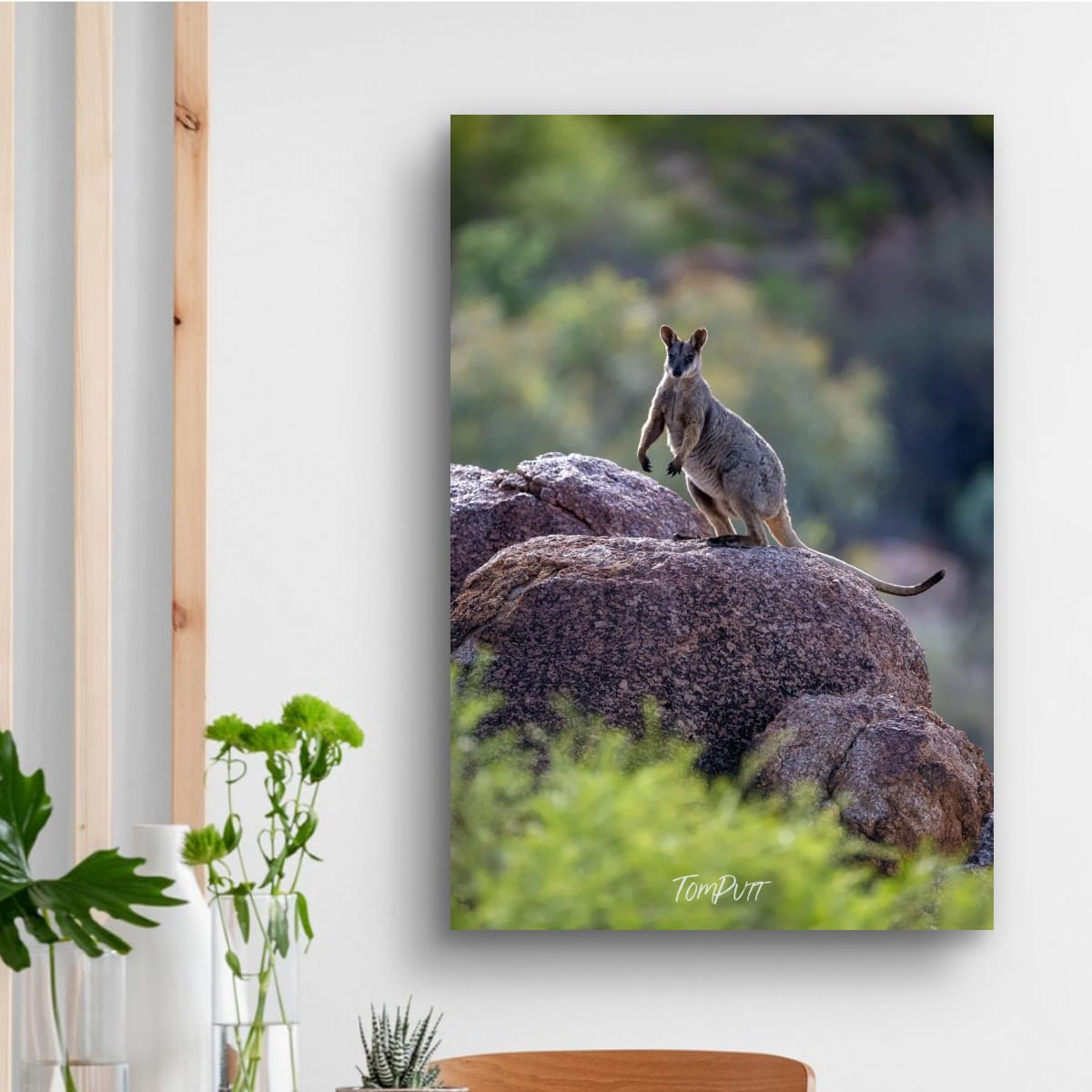 Sentinel. Purple-Necked Rock Wallaby