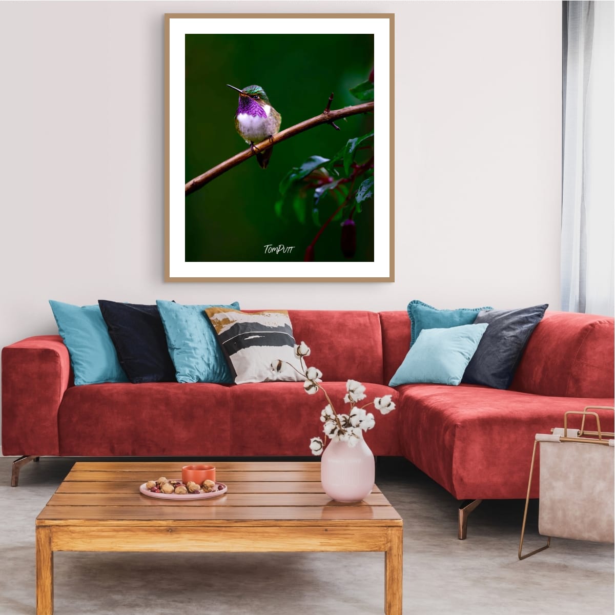 Purple-throated Mountain-gem (male), Costa Rica