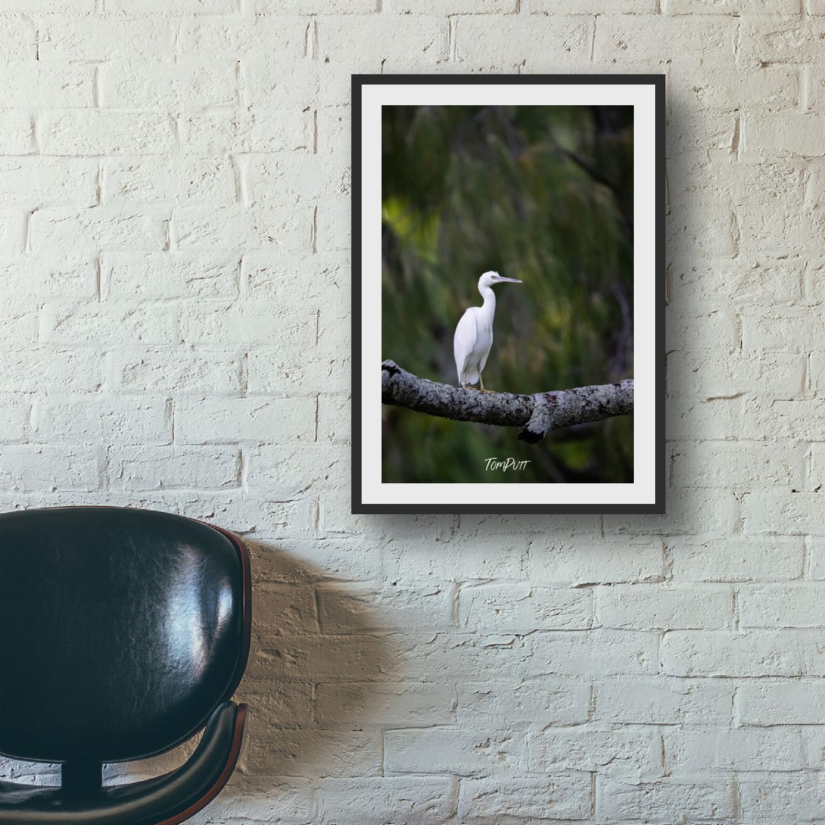 Eastern Reef Heron: Graceful Perch