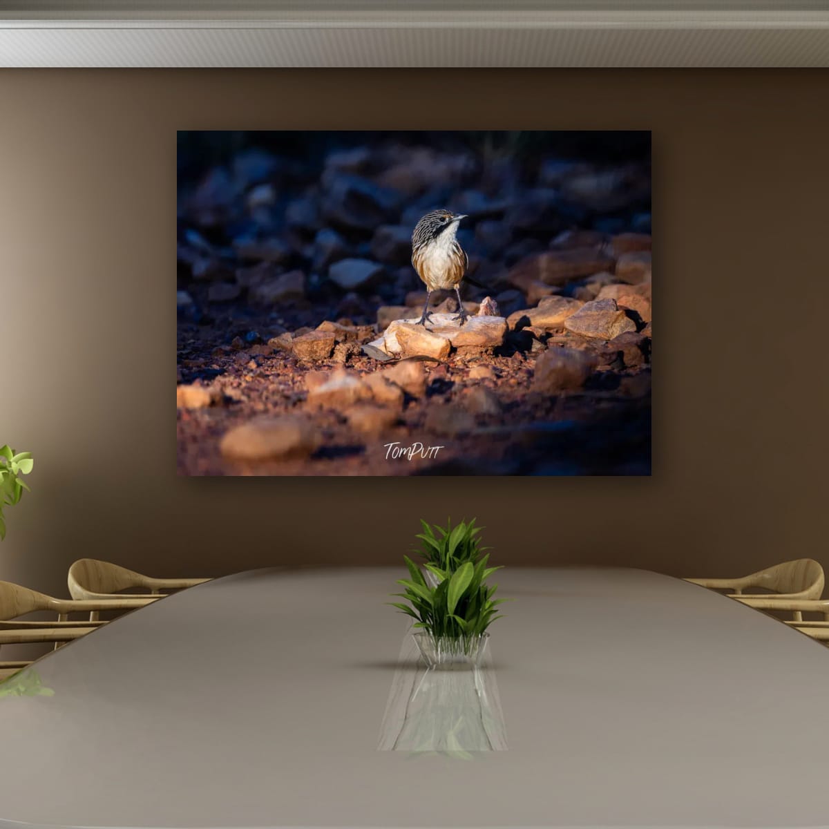 In the Light, Carpentarian Grasswren