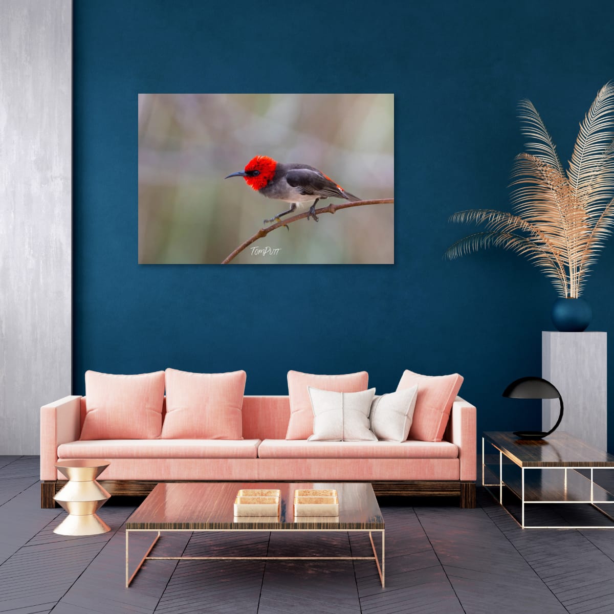Ready to Stike. Red-Headed Honeyeater