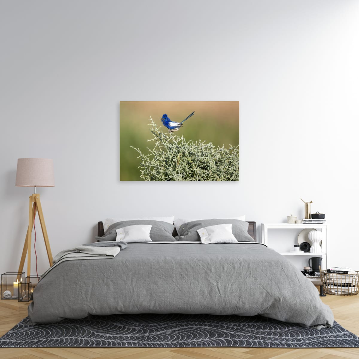 White-Winged Fairy Wren in Song