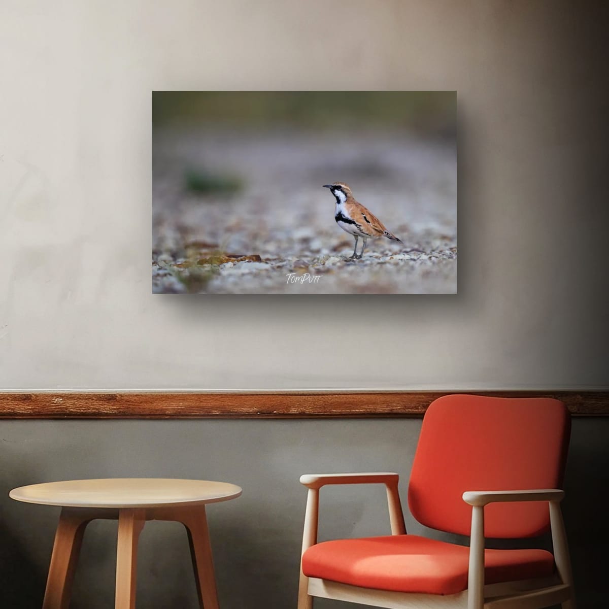 Watching. Cinnamon Quail-Thrush
