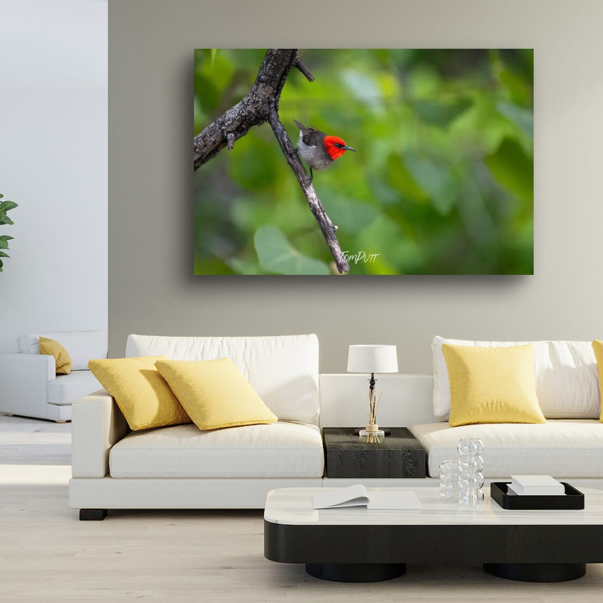 Fiery Gaze. Red-Headed Honeyeater