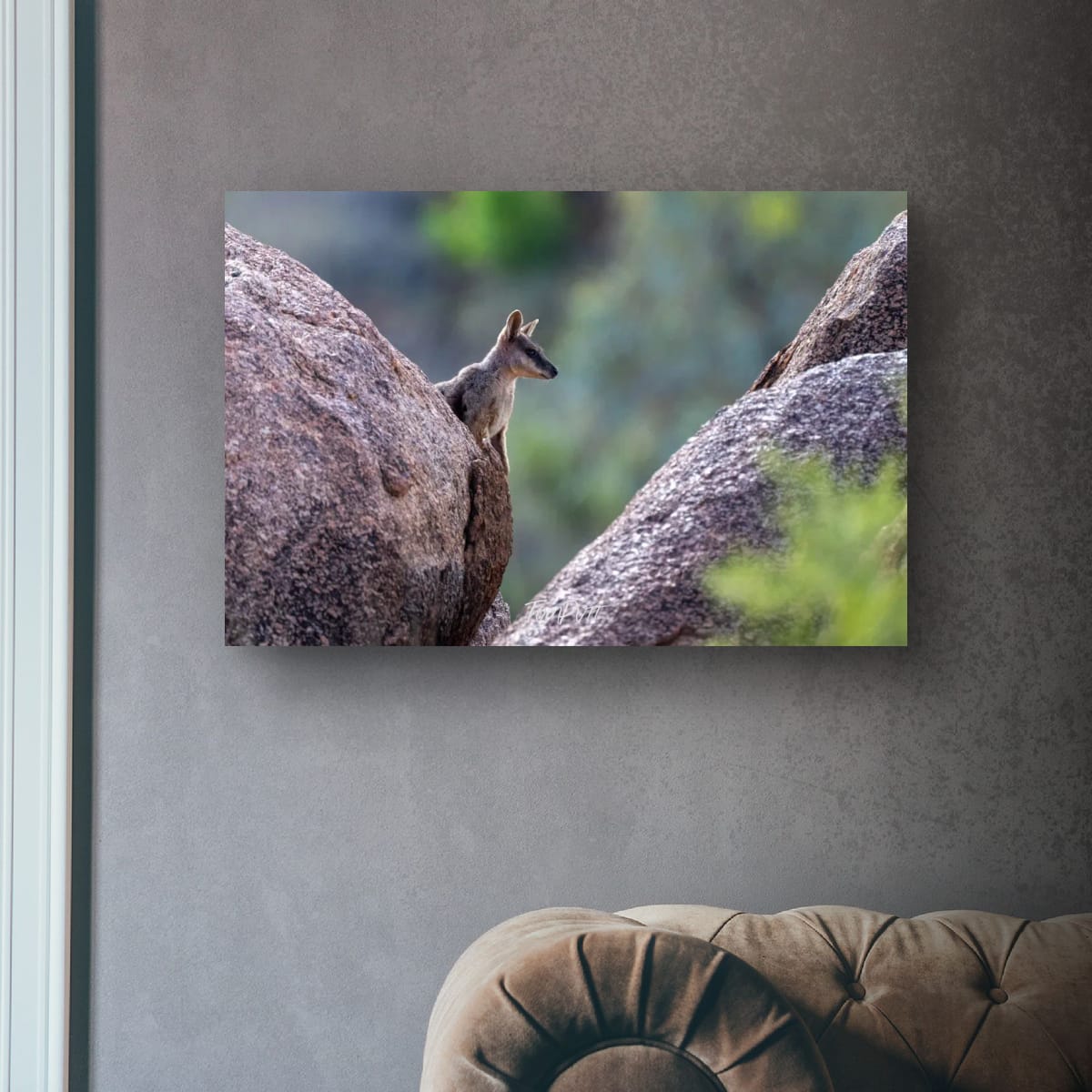 Inbetween. Purple-Necked Rock Wallaby