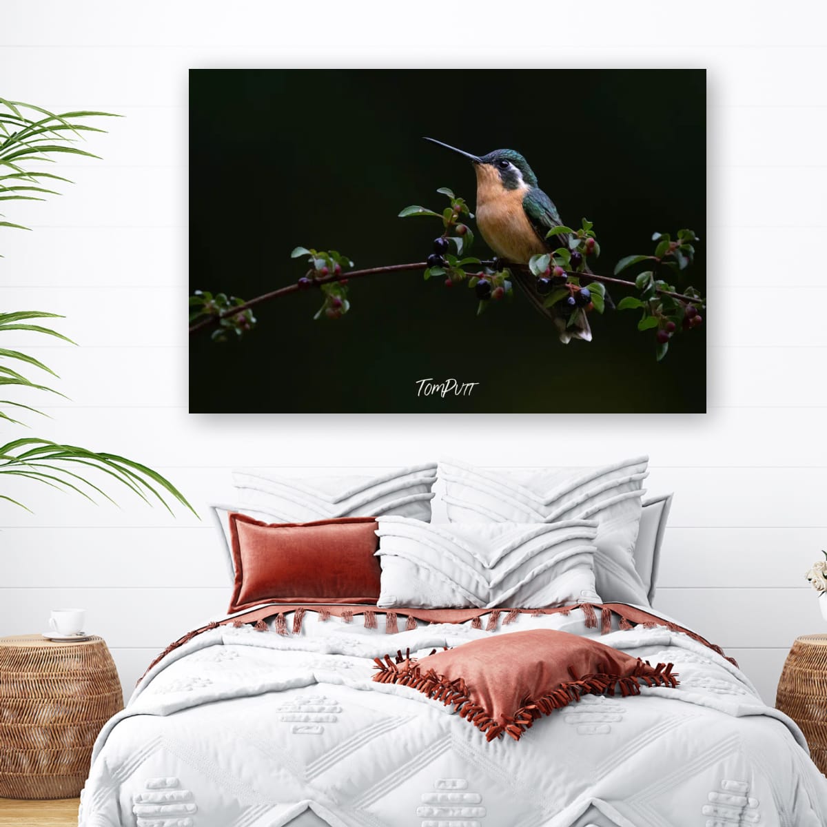 Purple-throated Mountain-gem (female), Costa Rica