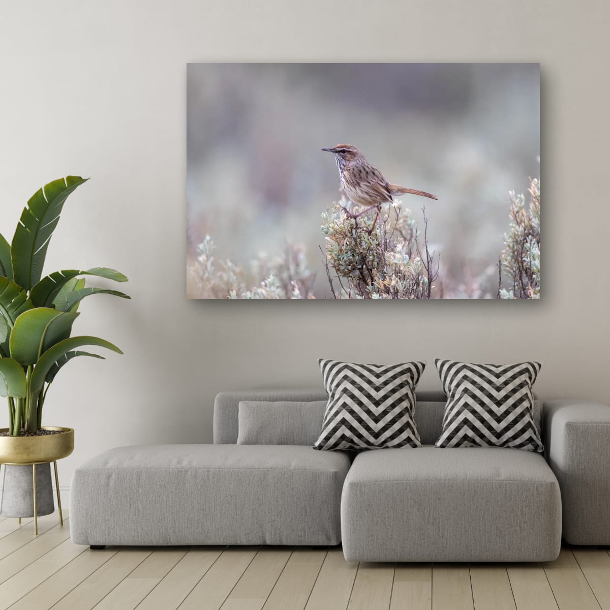 Meadow Whisper. Rufous Fieldwren