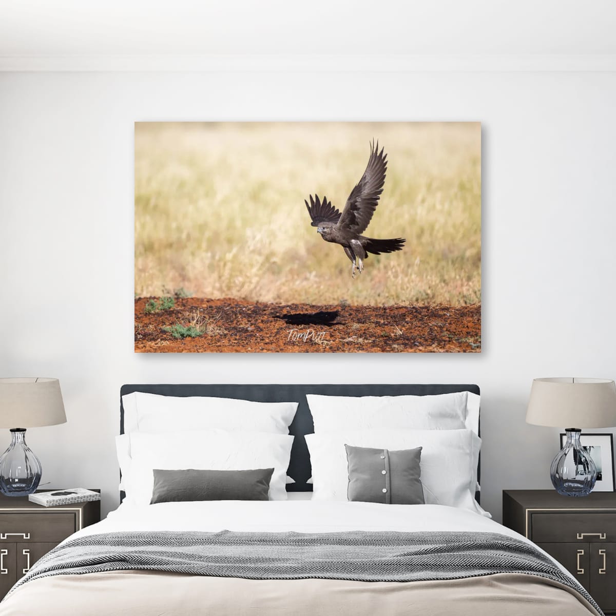Black Falcon in Flight