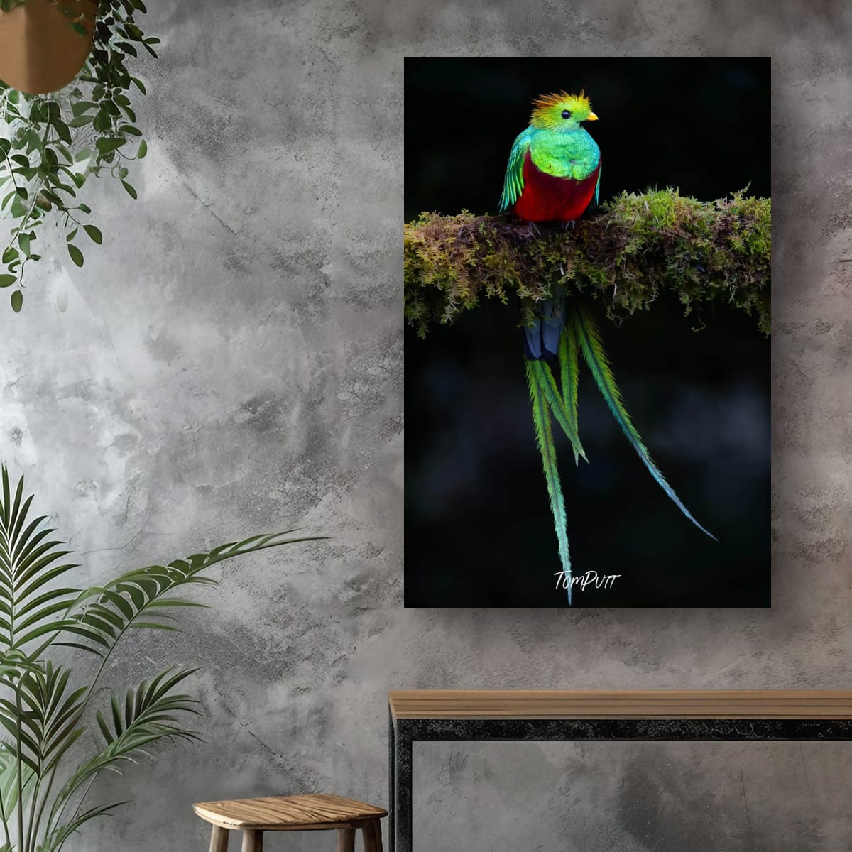 Resplendent Quetzal #2, Costa Rica