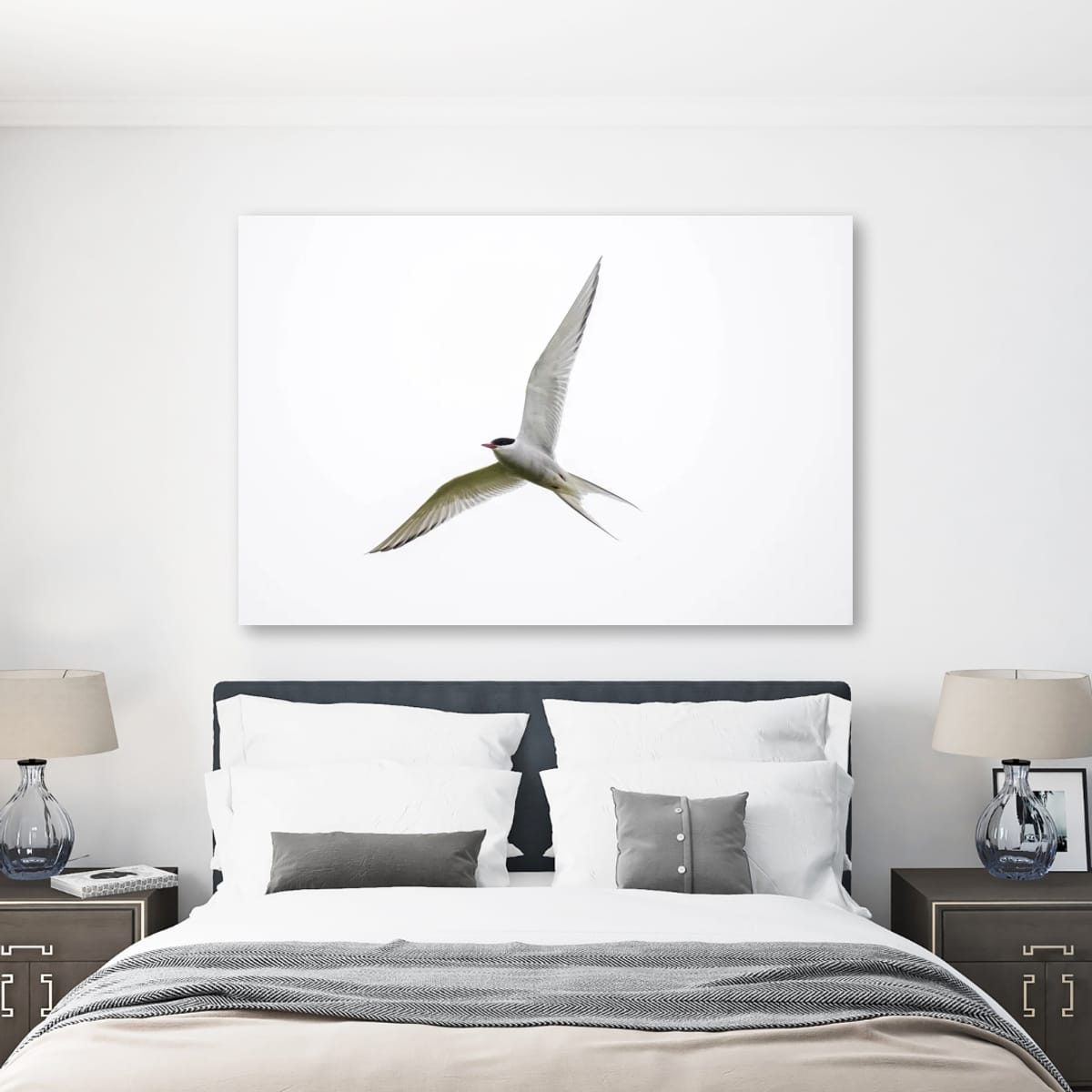 Iceland Gliding Arctic Tern