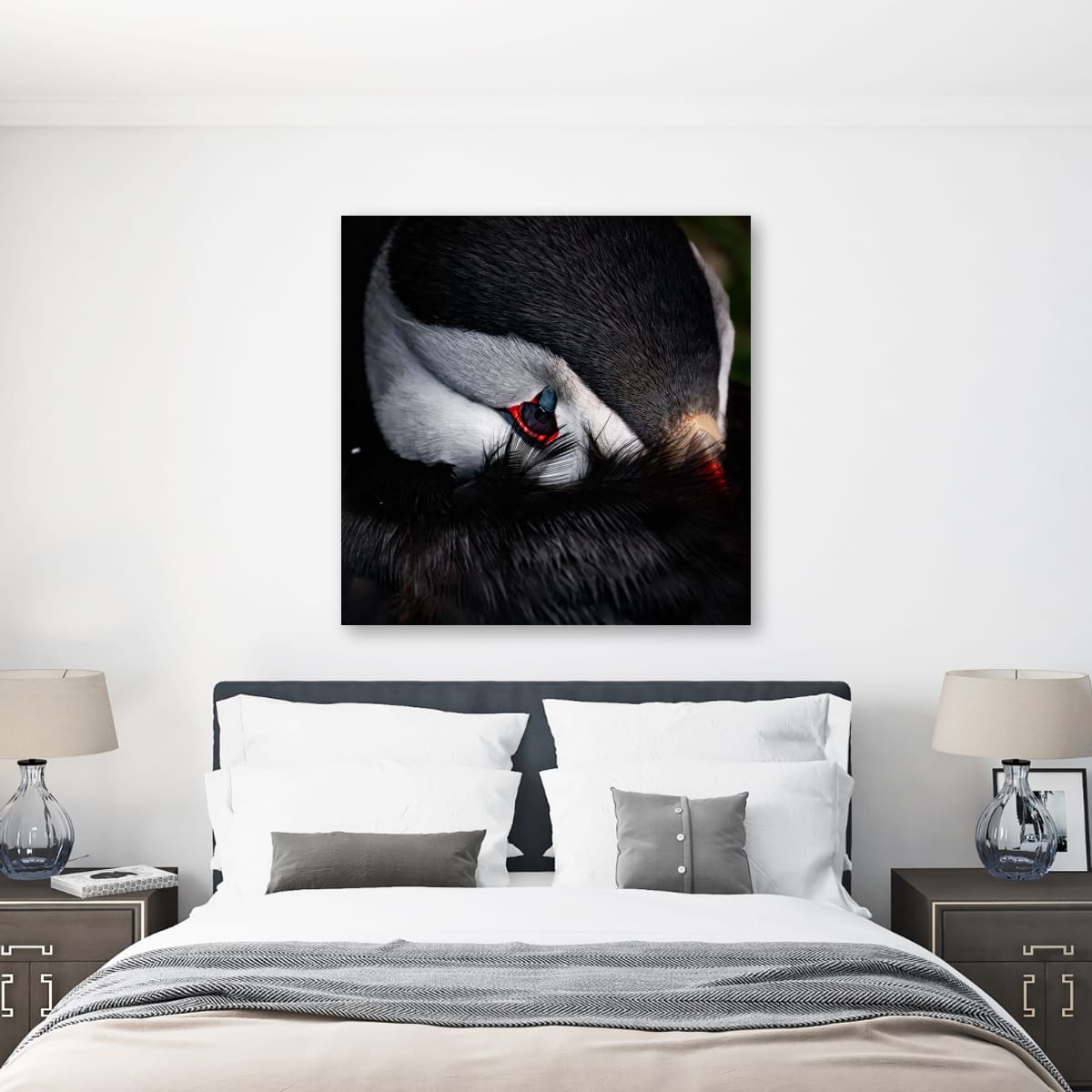 Quiet Gaze. Atlantic Puffin