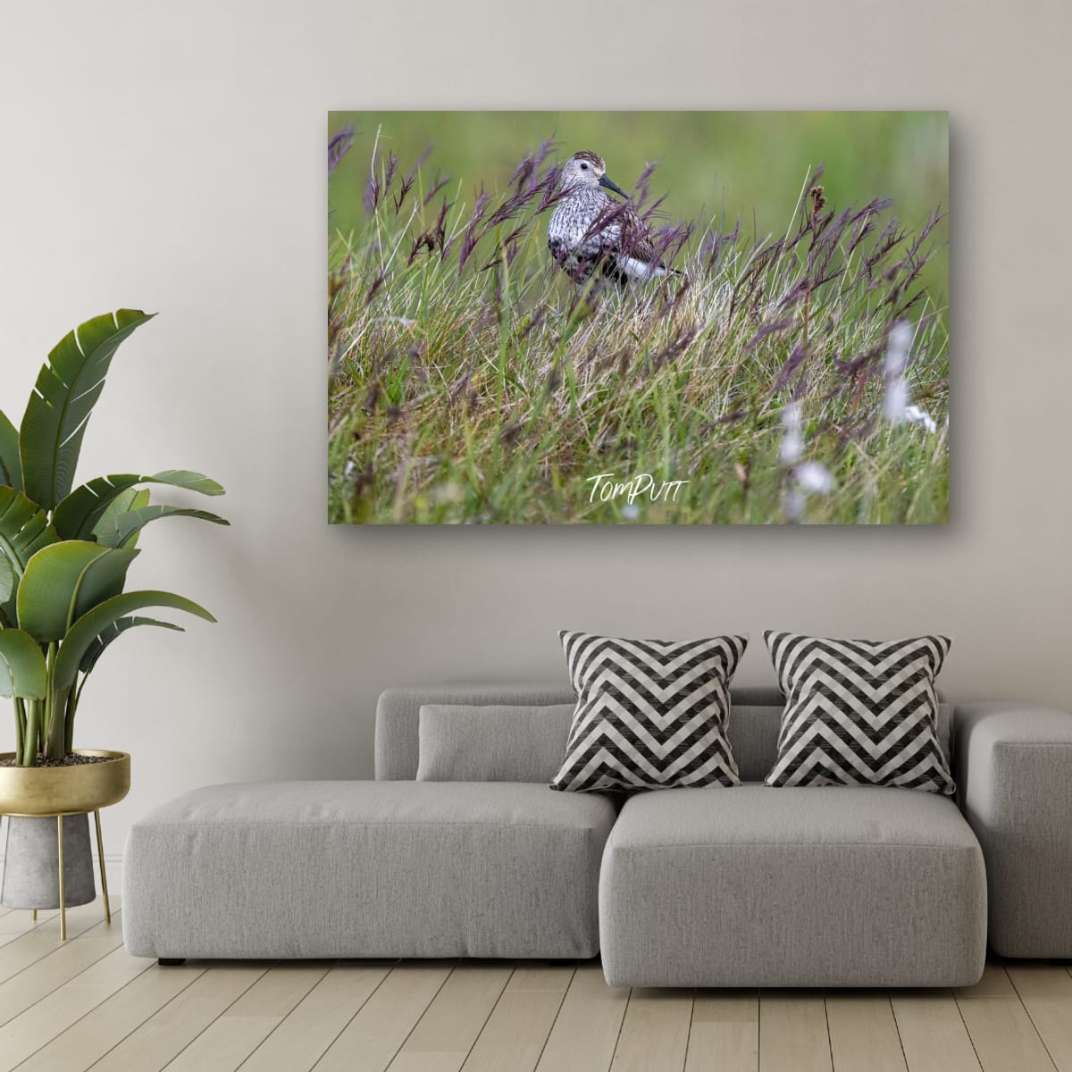 Watchful Dunlin