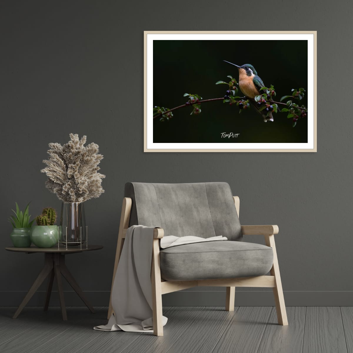 Purple-throated Mountain-gem (female), Costa Rica