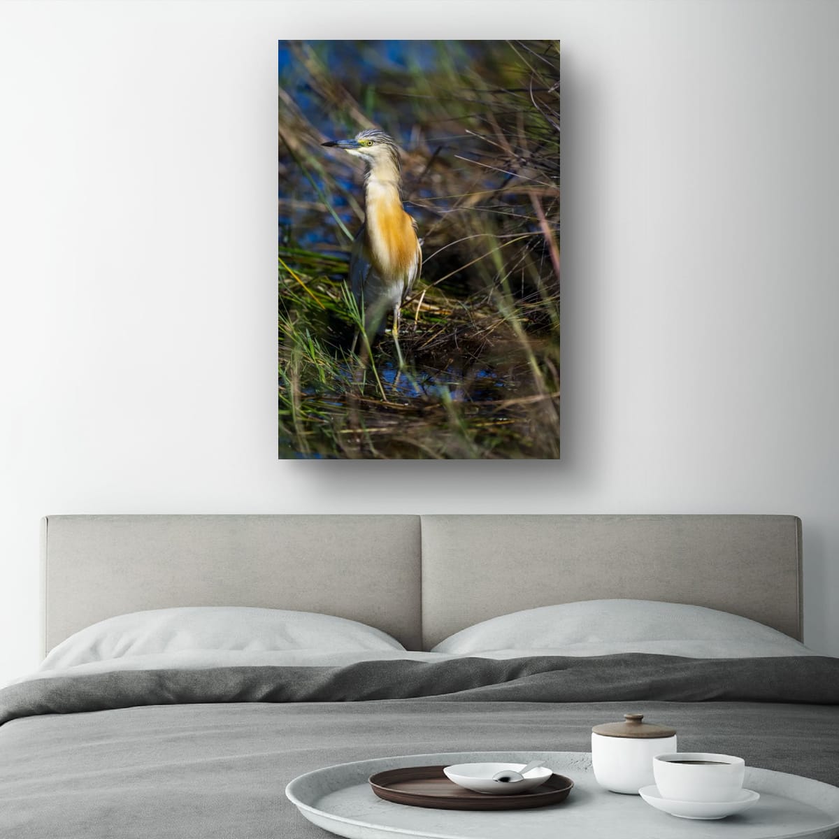 Squacco Heron in the Grass