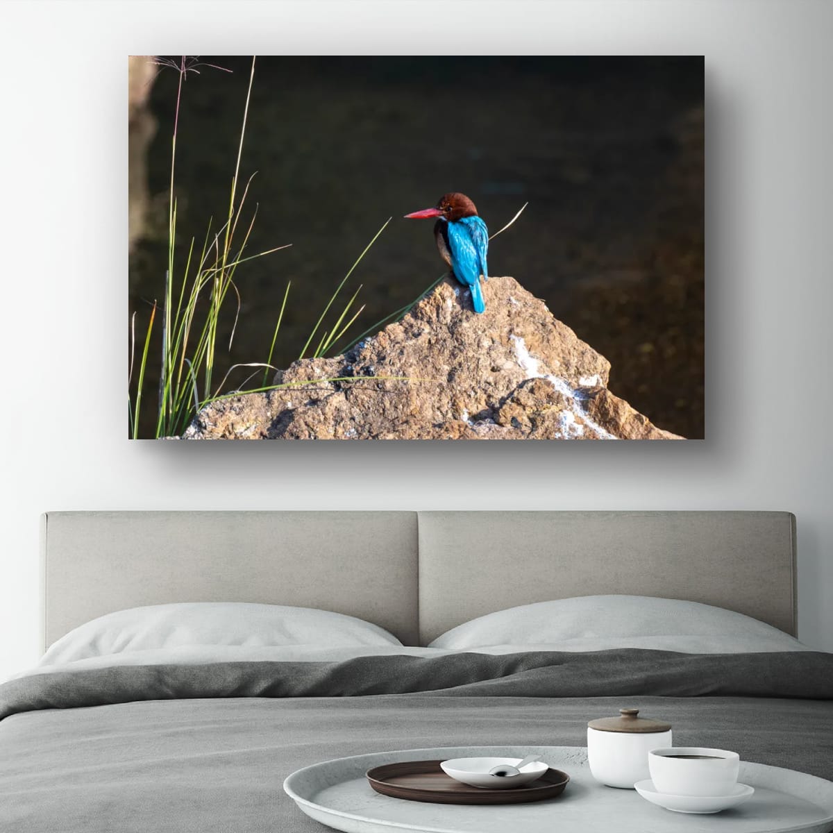 A Common Kingfisher, India