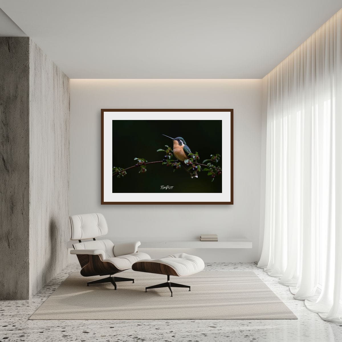 Purple-throated Mountain-gem (female), Costa Rica