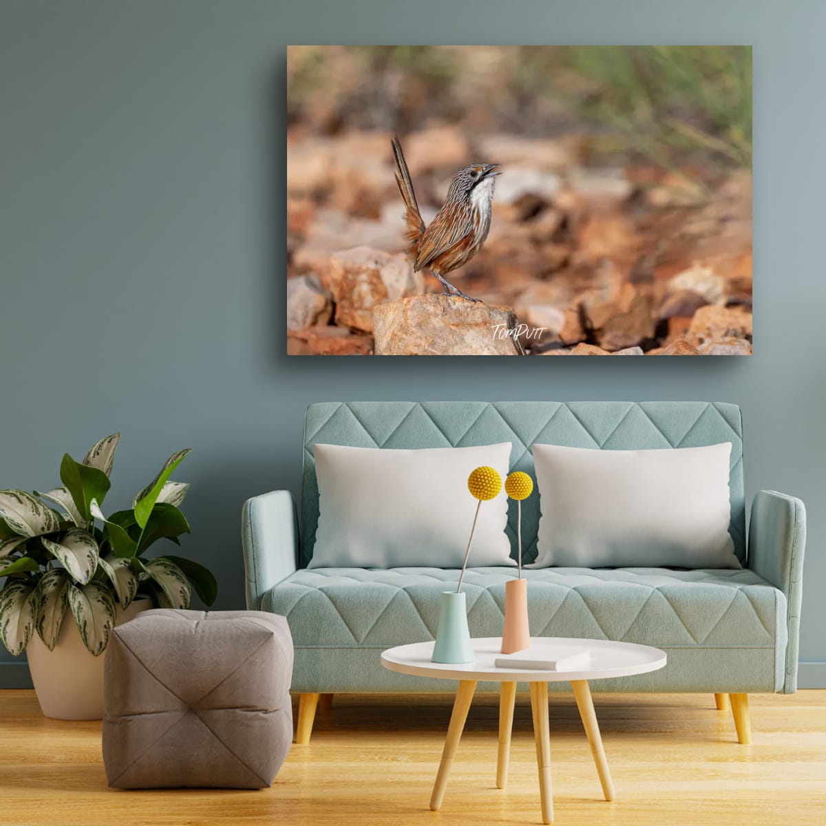 Song of the Carpentarian Grasswren