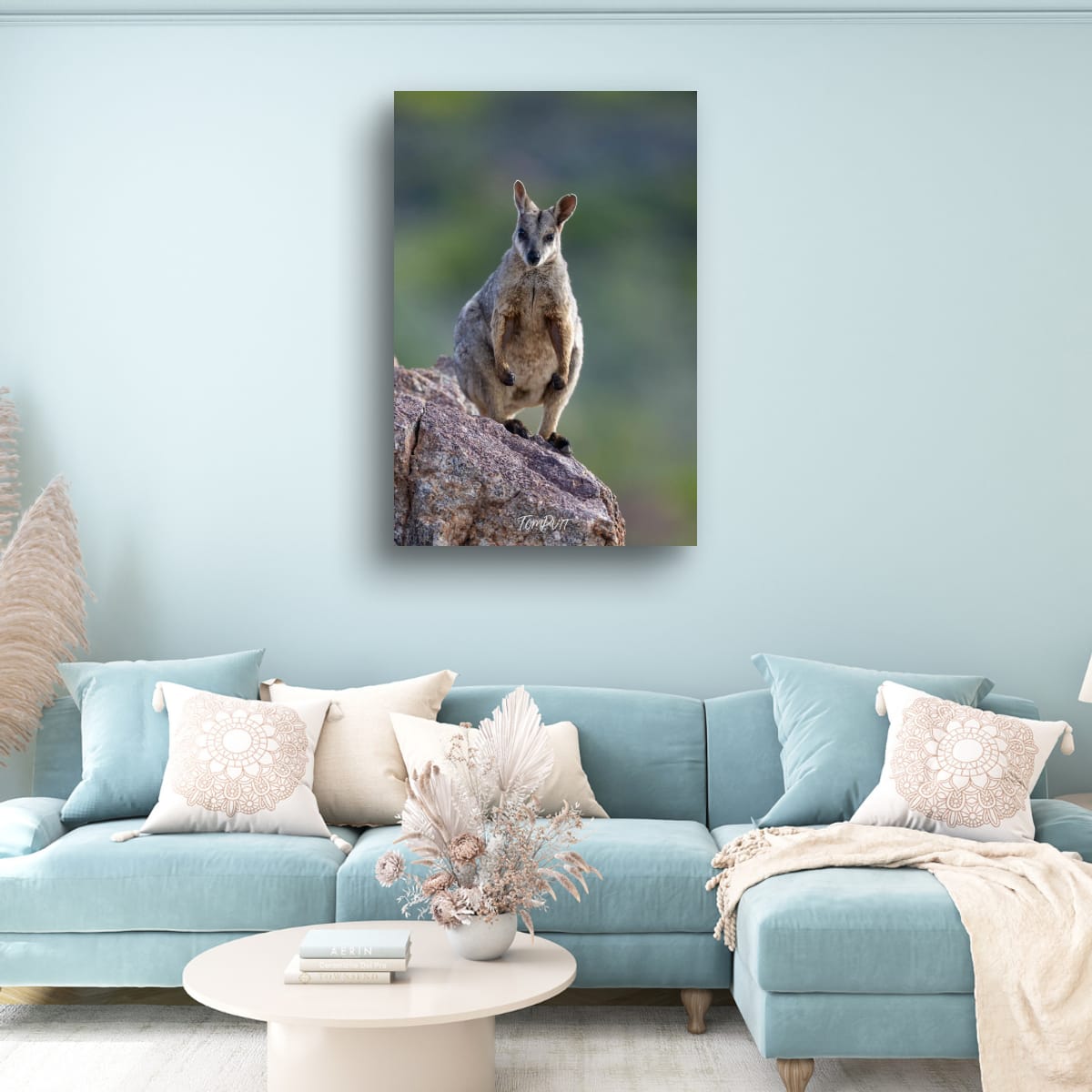 Ready. Purple-Necked Rock Wallaby