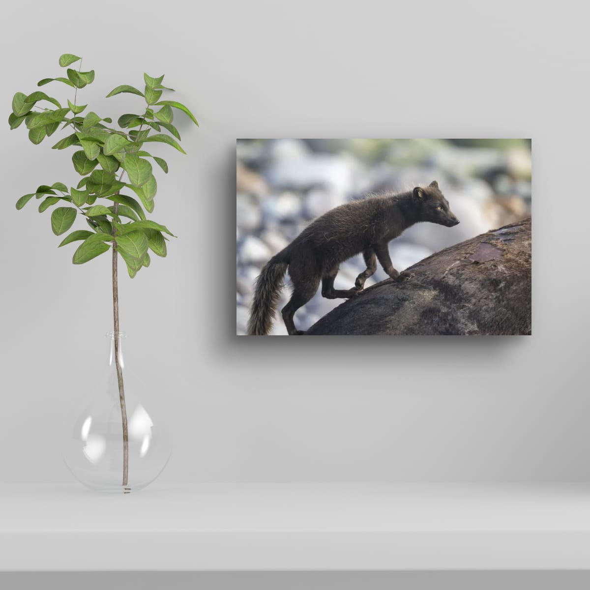 Cunning Ascent: Arctic Fox