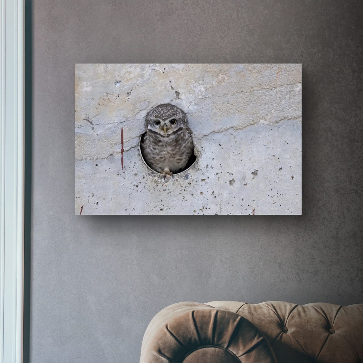 Spotted Owlet, India