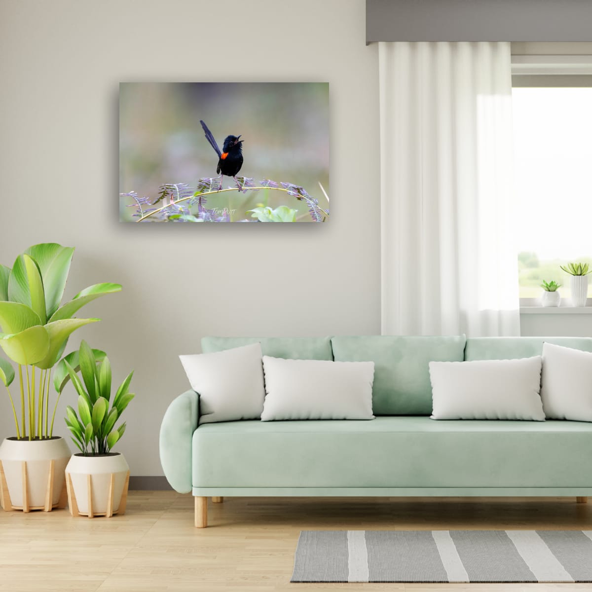 Red-Backed Fairy Wren in Full Song
