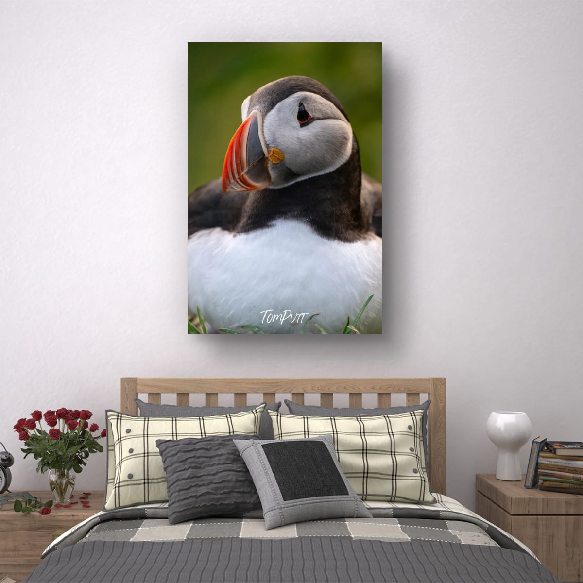 Contemplation. Atlantic Puffin
