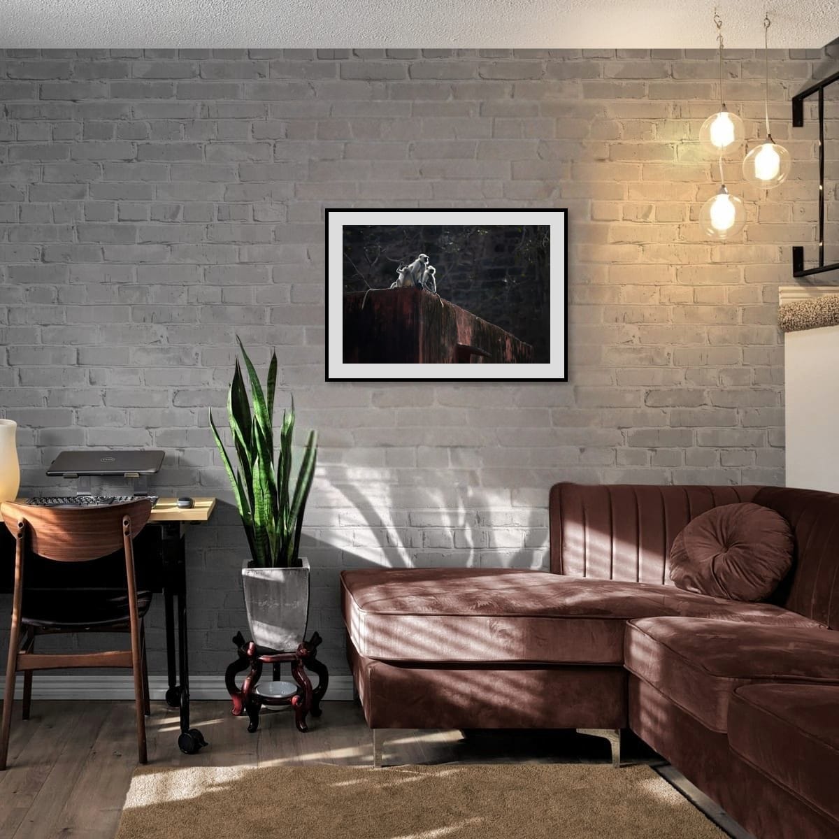 Rooftop Monkeys, India