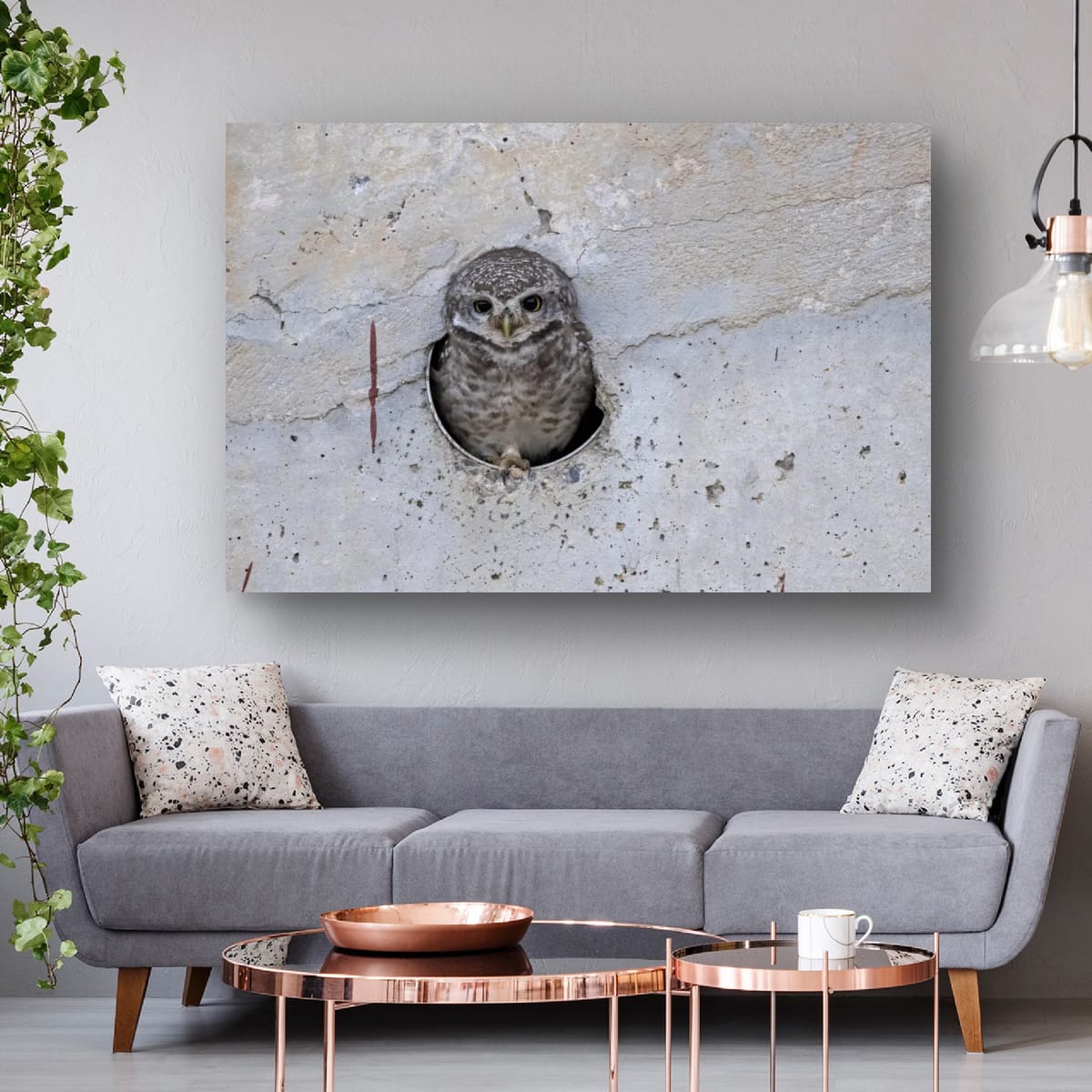 Spotted Owlet, India