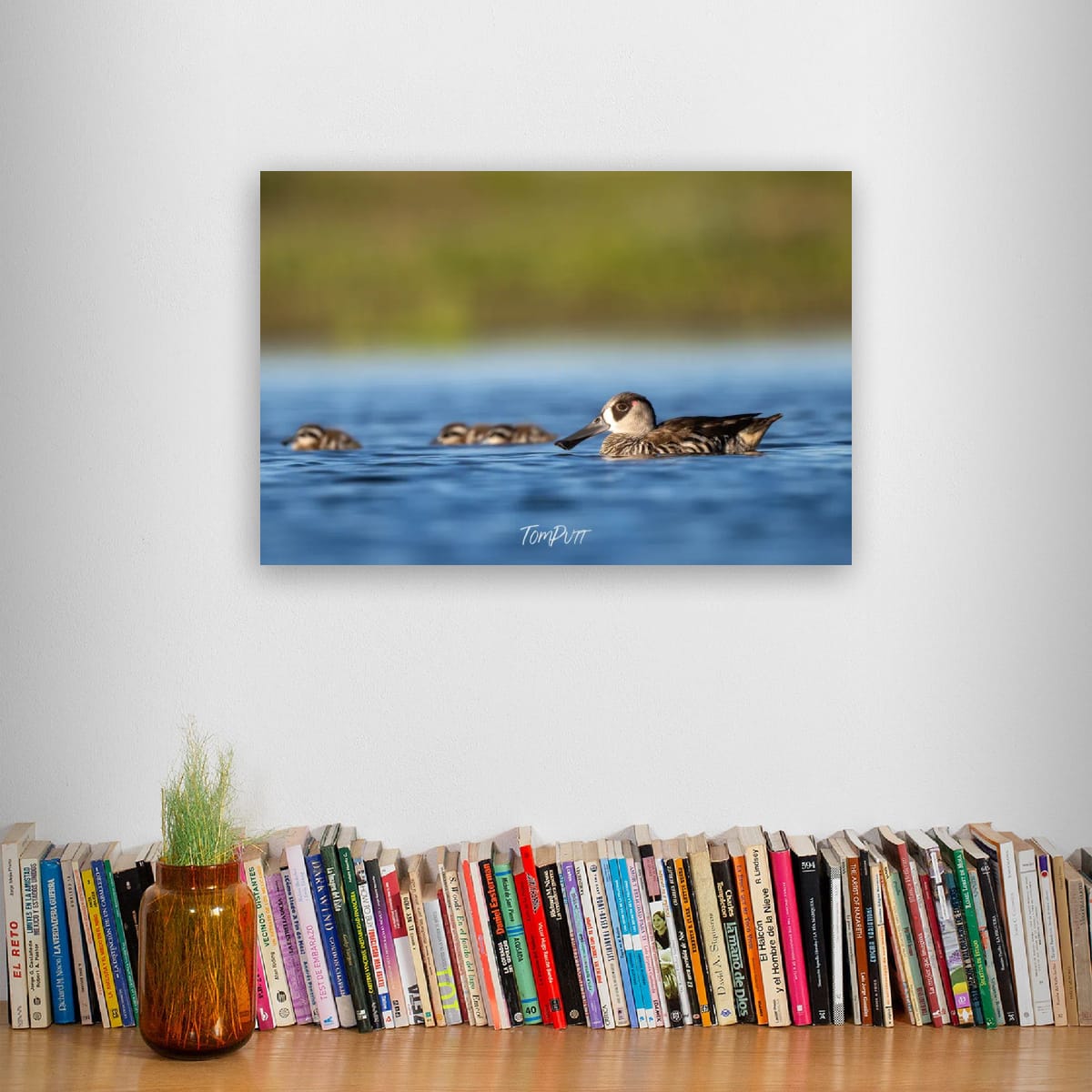 Watching the Kids. Pink-Eared Duck