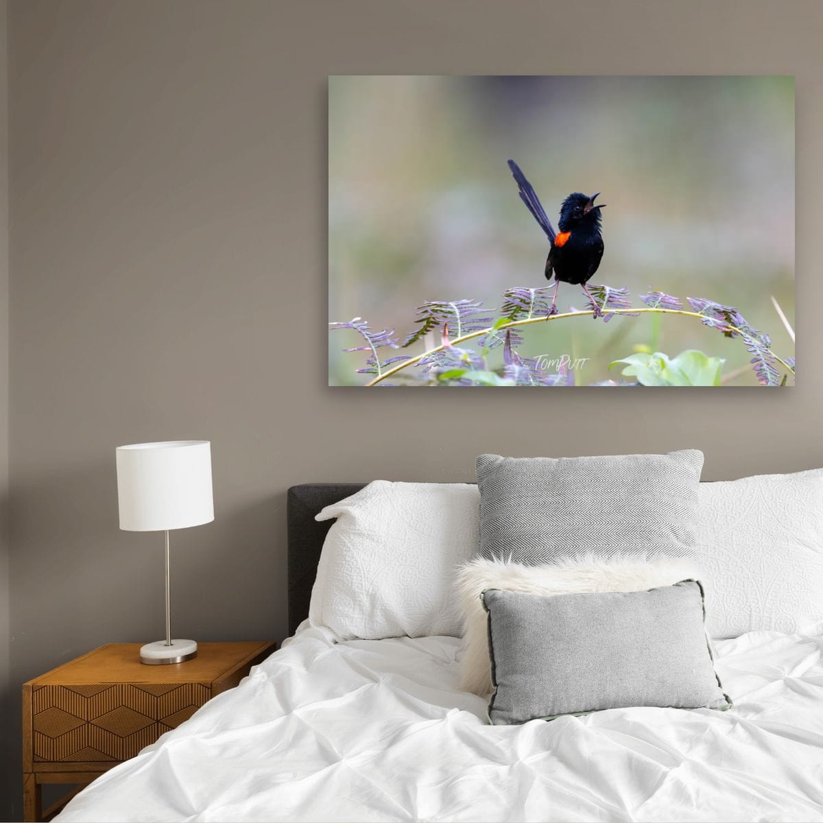 Red-Backed Fairy Wren in Full Song