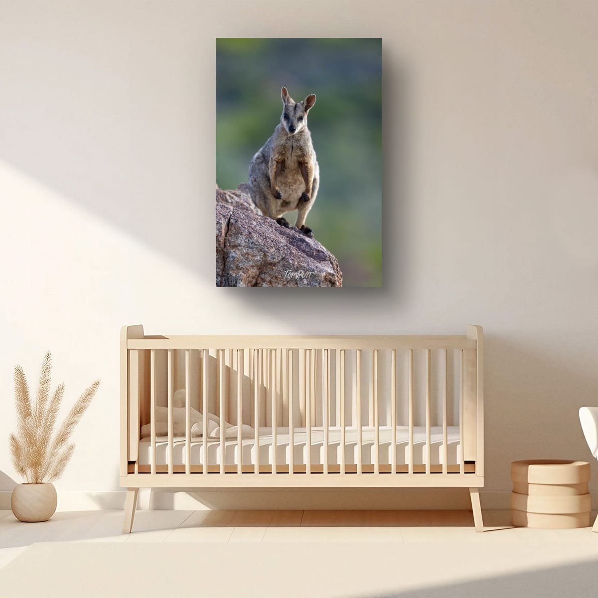 Ready. Purple-Necked Rock Wallaby