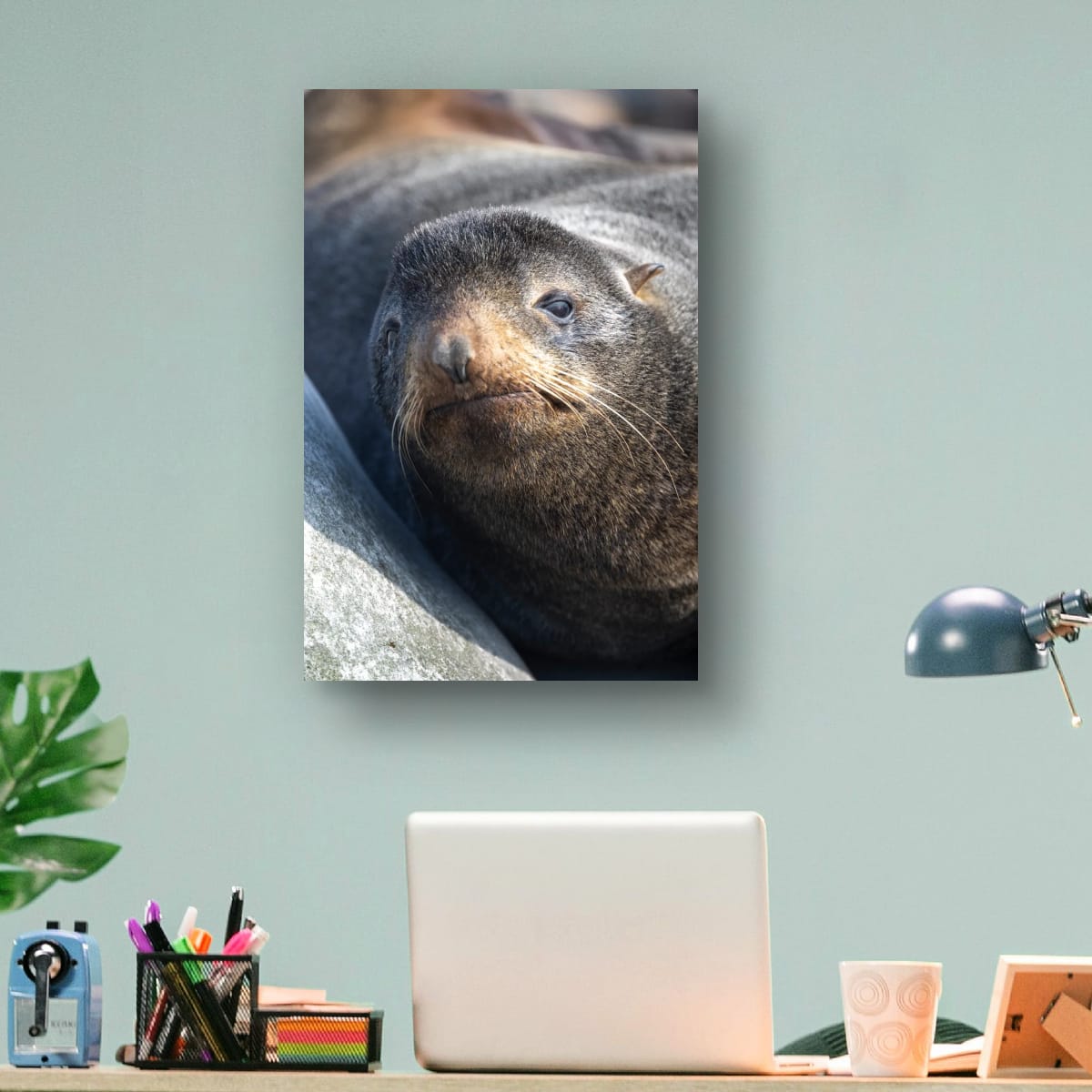 Resting Sea Lion