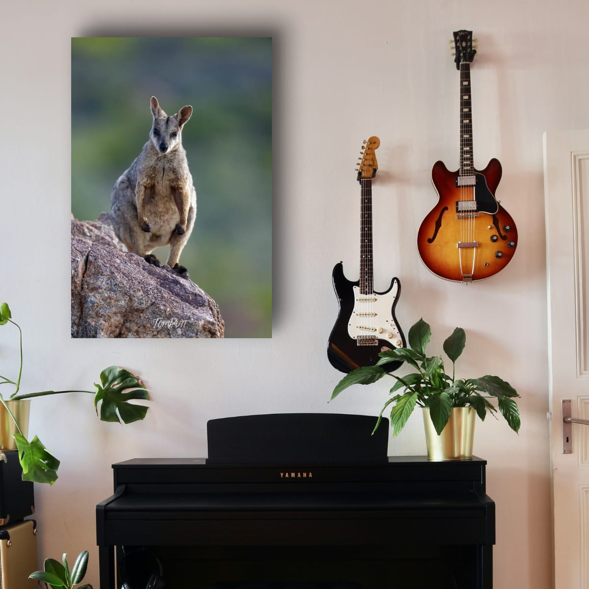 Ready. Purple-Necked Rock Wallaby