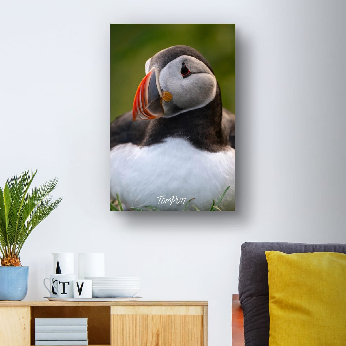 Contemplation. Atlantic Puffin